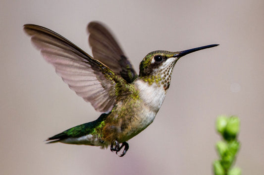 How to Identify Different Types of Hummingbirds