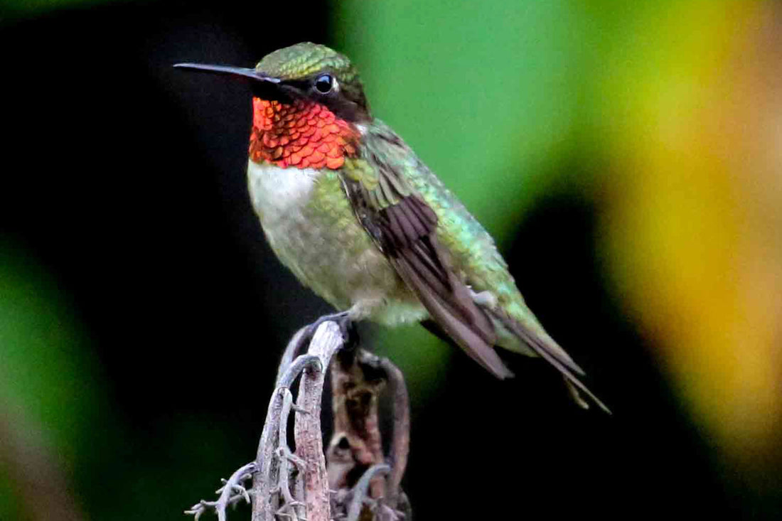 How to keep squirrels off my hummingbird feeder