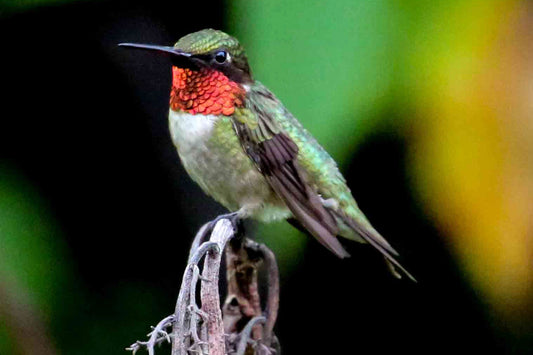 How to keep squirrels off my hummingbird feeder