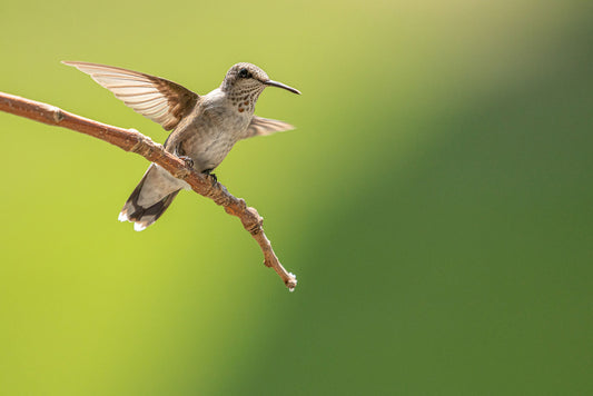Beyond Beauty: Understanding the Intricate Courtship Displays of Hummingbirds