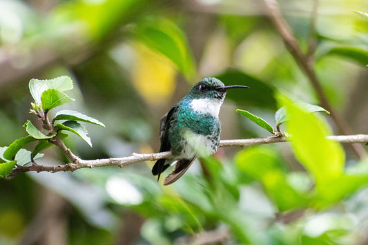 Beaks of Wonder: Exploring the Diversity of Hummingbird Bills