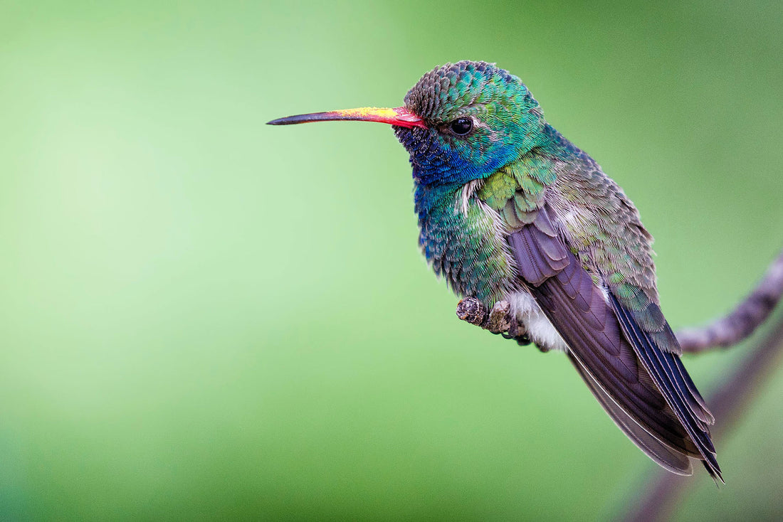 How to Choose the Best Hummingbird Feeder: A Comprehensive Guide