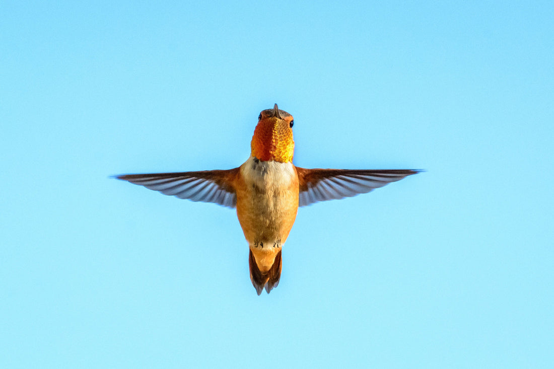 A Hummingbird's Perspective: What They Experience During Migration