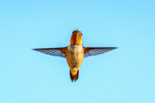A Hummingbird's Perspective: What They Experience During Migration