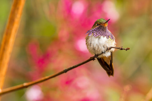 Attracting Hummingbirds: Creating an Irresistible Backyard Oasis