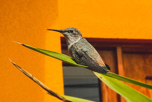 Hummingbird Feeder Placement: Finding the Perfect Spot for Maximum Visits