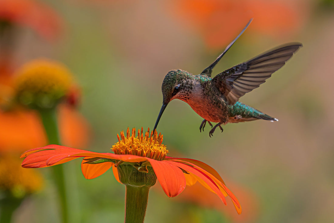 How to Create a Hummingbird-Friendly Garden