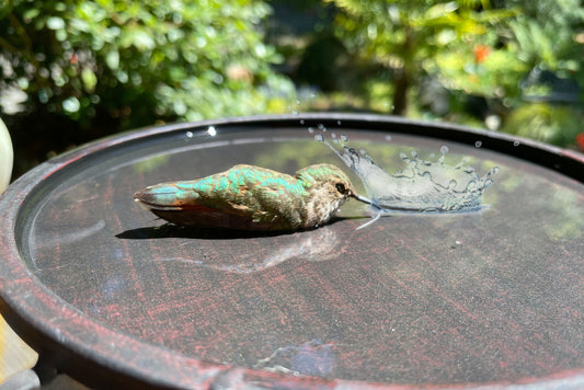 Creating a Hummingbird-Friendly Water Feature: Step-by-Step Instructions