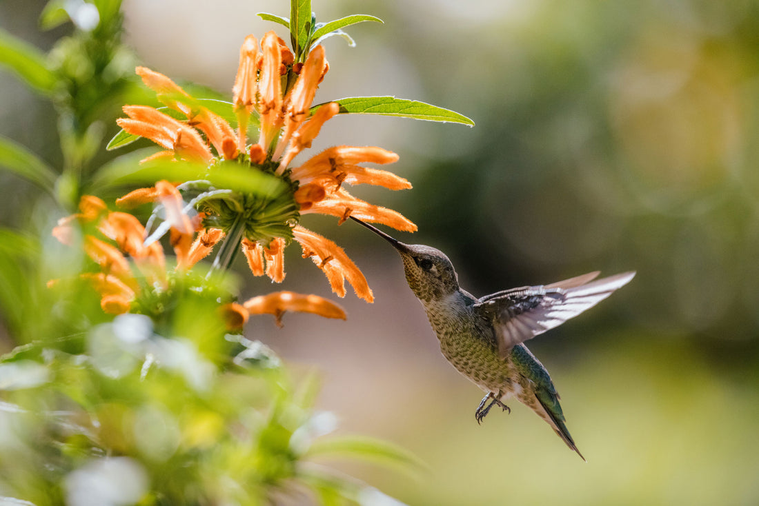 Year-Round Gardening: Keep Hummingbirds Coming Back Season After Season