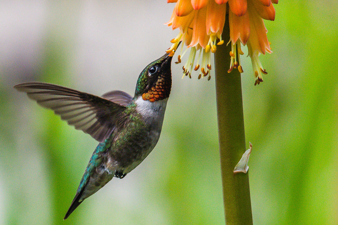 Garden Delights: Hummingbirds and Native Plants