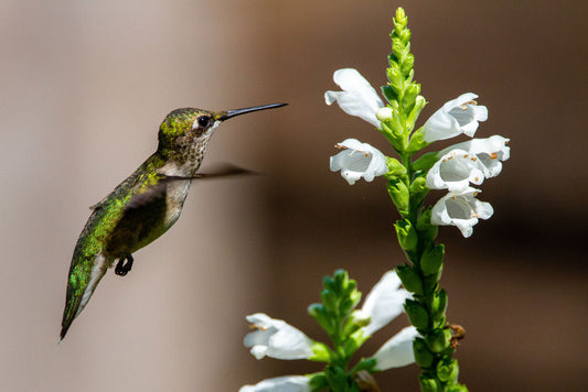 How Hummingbirds Hover: The Physics Behind Their Incredible Flight