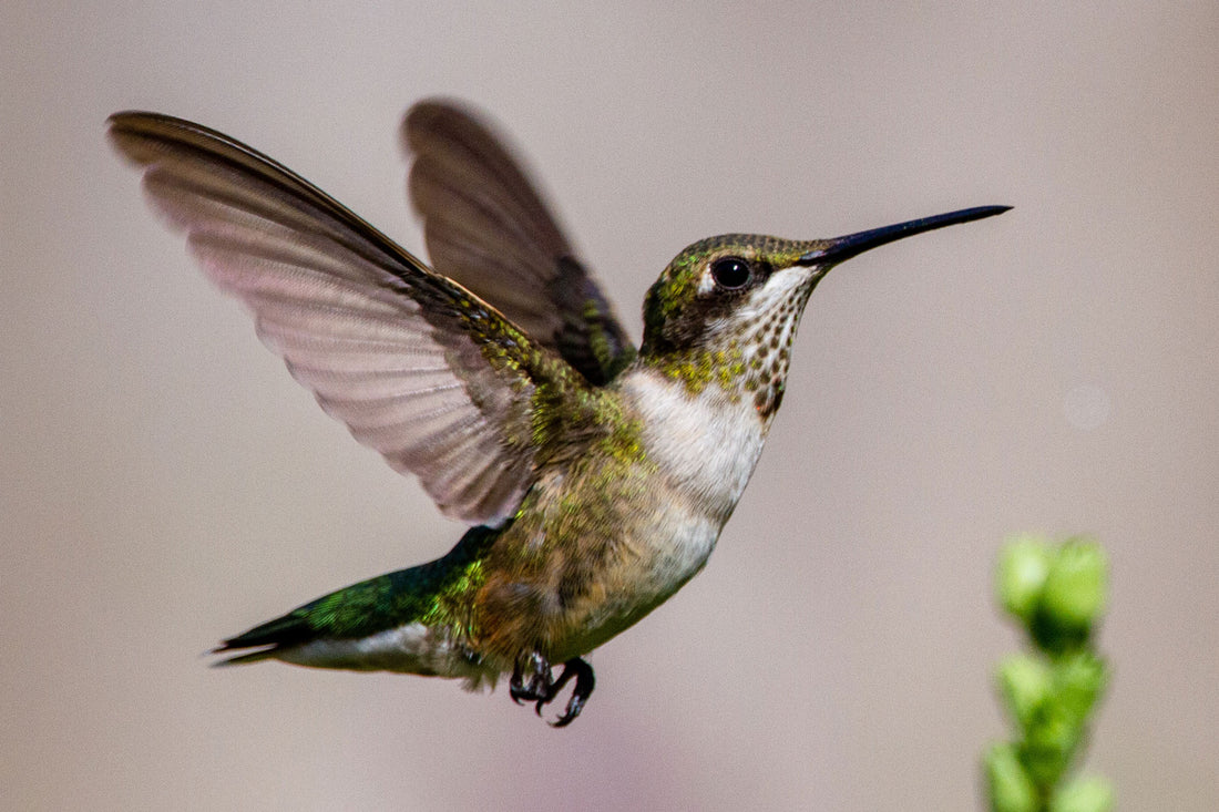 How to Identify Different Types of Hummingbirds