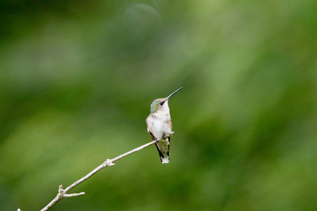 9 Tips for Keeping Your Hummingbird Feeder Clean