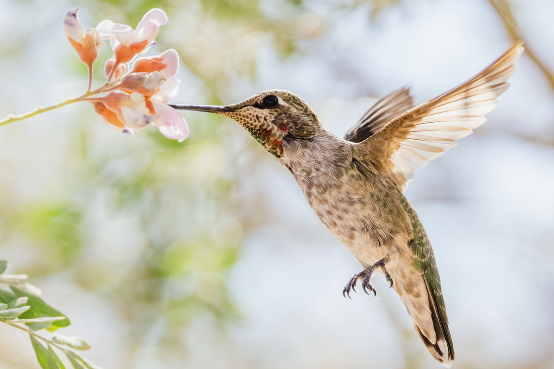 How to Make Hummingbird Nectar at Home: A Step-by-Step Guide