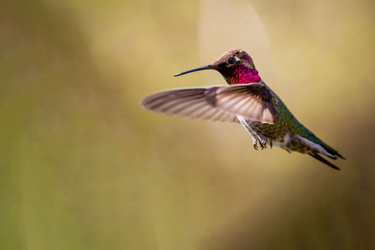 From Pigments to Structure: Decoding the Colors of Hummingbird Feathers