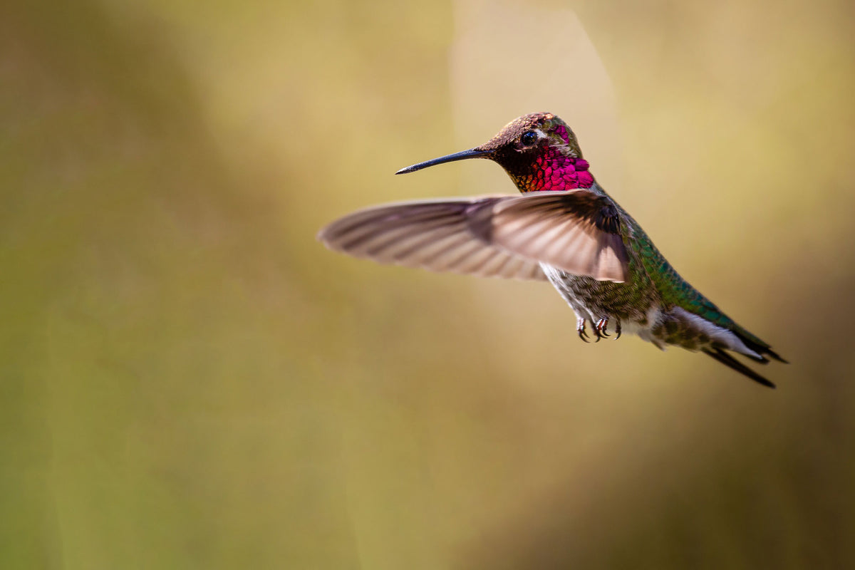 From Pigments to Structure: Decoding the Colors of Hummingbird Feather ...