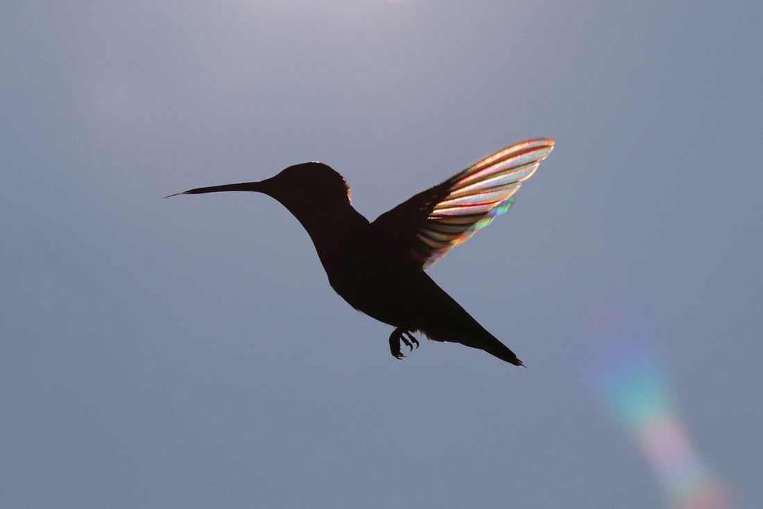 Hummingbirds and Migration: What You Need to Know