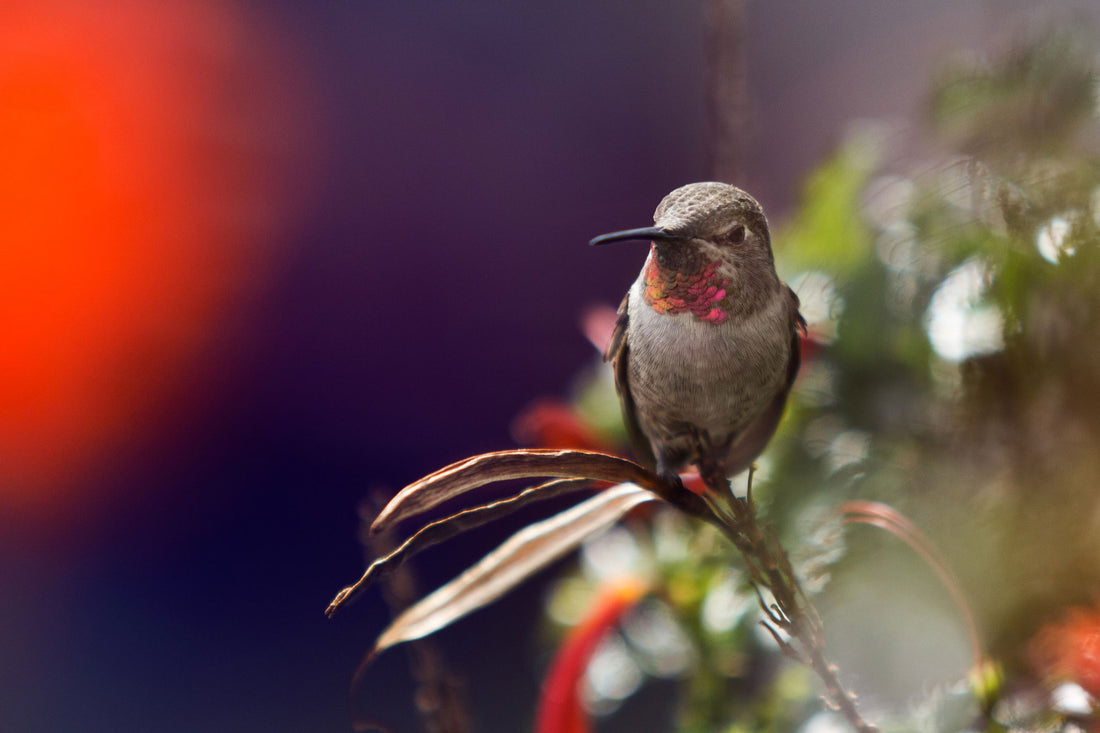 How to Identify Different Types of Hummingbirds