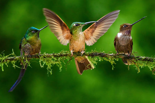 Creating a Hummingbird-Friendly Window Display: Creative Inspiration