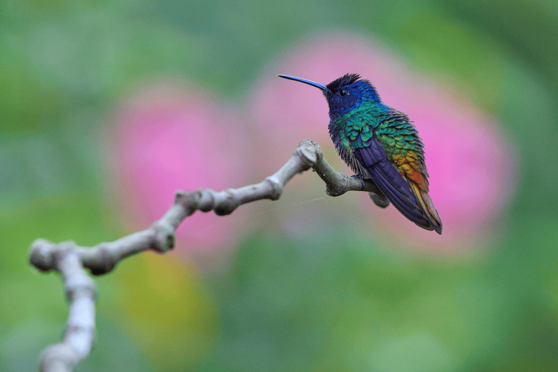 How to Protect Hummingbirds from Predators