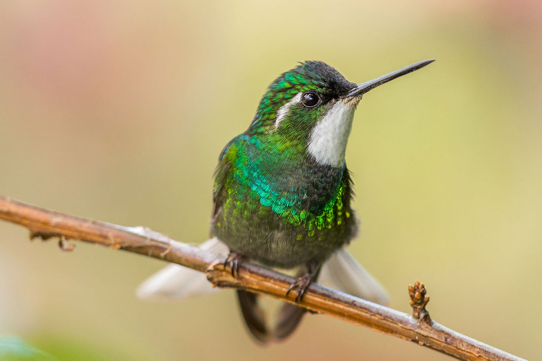 What to Do if a Hummingbird is Injured?